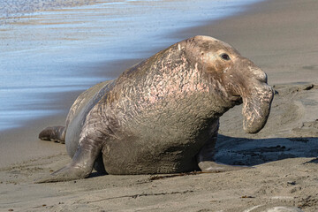 Wall Mural - Northern Elephant Seal adult bull