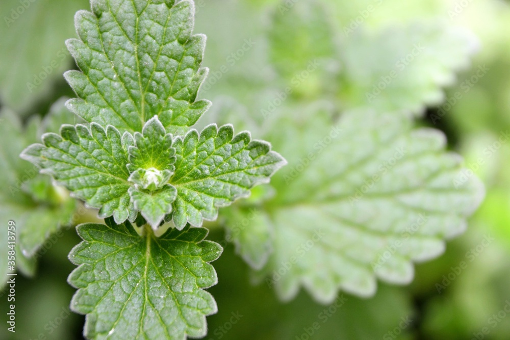Nepeta green leaves. Flowering plants in the family Lamiaceae known as catnip or catmint because of their effect on house cats resulting in temporary euphoria