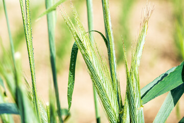 ears of corn in the field, macro a drop of dew or rain. Wheat ear in droplets of dew in nature on a soft blurry gold background