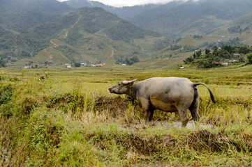 Wall Mural - It's Buffalo in Vietnam