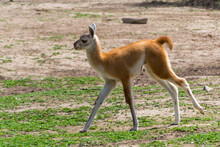 Two Weeks Old Guanaco Baby On Field