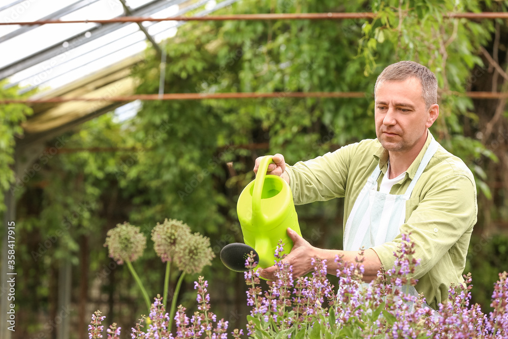 Male gardener with watering can in greenhouse