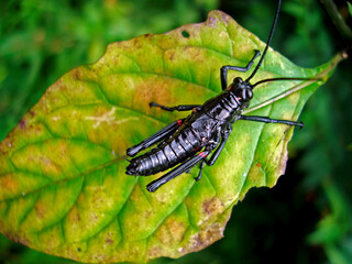 Grasshopper nymph (Chromacris speciosa)