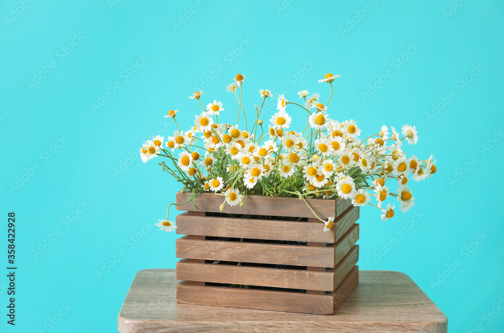 Box with beautiful chamomiles on table against color background