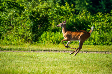 Wall Mural - deer running in the grass