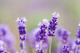 Fototapeta Lawenda - close up of lavender flowers