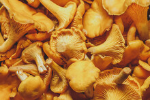 Forest Orange Chanterelle Mushrooms On Brown Wooden Background