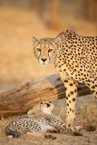 Fototapeta Sawanna - Vertical portrait of adult female cheetah and her baby cheetah in Kruger Park South Africa