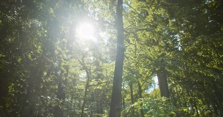 bright beam of sunshine shining against the magical forest