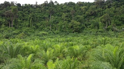 Wall Mural - Aerial drone video of palm oil plantation and tropical rainforest. Forest has been cut down and replaced with oil palms. Deforestation for agriculture environmental problem