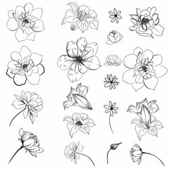 Wall Mural - Collection of vector daisy flowers for design