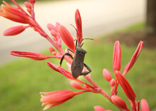 Close Up Of A Coreid Or Leaf Footed Bug In The Genus Acanthocephala On A Red Yucca Plant, Center Of Shot, Macro Showing Detail
