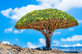 Fototapeta  - It's Dragon tree on the Socotra Island, Yemen