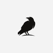crow on a white background logo raven templet