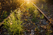 Sunset Along A Disused Railway Line With Flowering Weeds