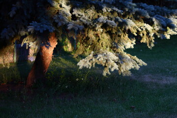 Wall Mural - Half lit tree in sundet
