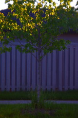 Wall Mural - trees with wooden fence