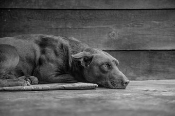 perro melancolia triste pensativo