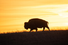Buffalo In Sunset