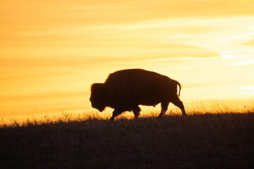 buffalo in sunset