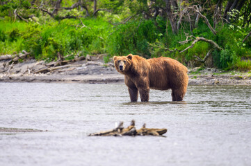 Ruling the landscape, brown bears of Kamchatka (Ursus arctos beringianus)