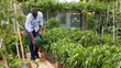 Man watering tomatoes and peppers seedlings with watering pot