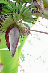 Wall Mural - Banana trees tend to bloom during the rainy season.