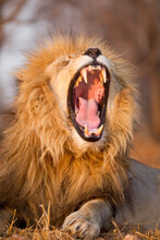 Vertical Portrait Of Yawning Male Lion In Kruger Park South Africa