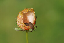 A Slug Eating A Strawberry In A Dutch Garden In June.  Netherlands.