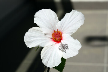 Wall Mural - Rosa chinensis