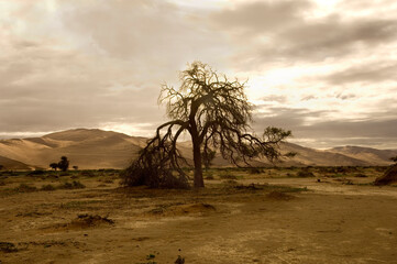 tree in the desert