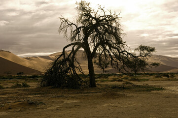 tree in the desert