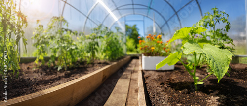 Photographie tomato seedlings growing in the soil at greenhouse