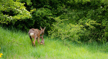 Deer And Her Newborn Fawn