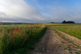 Fototapeta Kwiaty - Poppies onCcountry path inthe  Grand Morin valley