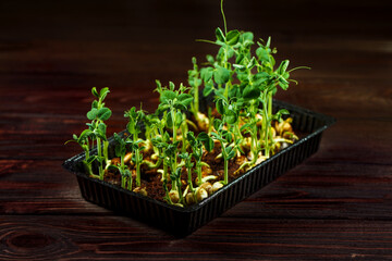 Wall Mural - Microgreen pea sprouts on old wooden table. Vintage style. Vegan and healthy eating concept. Growing sprouts. Selective focus.
