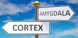 Cortex and amygdala as different choices in life - pictured as words Cortex, amygdala on road signs pointing at opposite ways to show that these are alternative options., 3d illustration