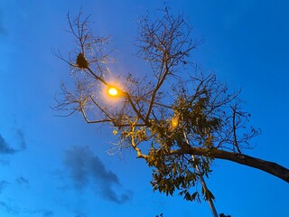 Light and tree