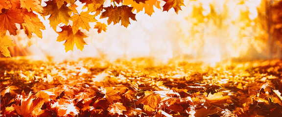 Poster - Panoramic beautiful autumn nature background with carpet of orange and red brown fallen maple leaves in sunlight. Autumn landscape with blurry defocused park in background. Ultra wide format.