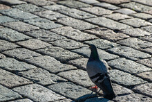 A Wild Dove Sits On A Cobblestone Pavement. Gray Pigeon Close-up.
