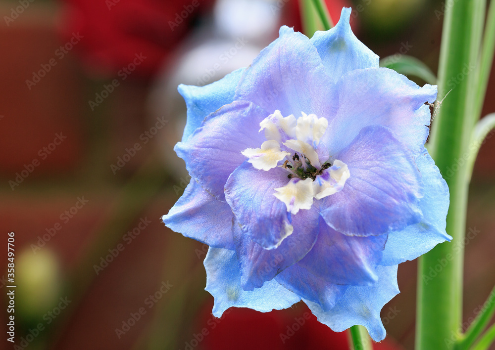 Close up of a purple or blue Delphinium (Larkspur) flower in full bloom ...