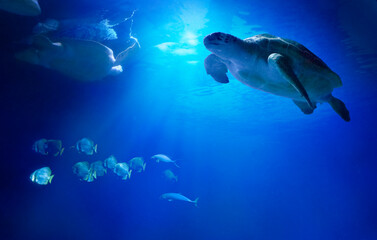 Wall Mural - Large sea turtles swimming among fish. Animals of the underwater sea world. Life in a coral reef.