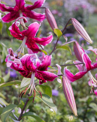 Wall Mural - Flower pink lily close-up in the garden