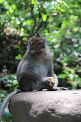 Wall Mural - Singe dans la forêt des singes d'Ubud à Bali, Indonésie