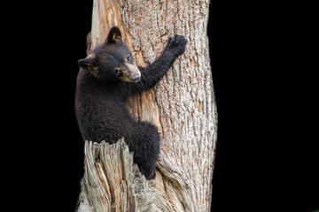 Wall Mural - Baby Black Bear with a black background