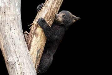 Wall Mural - Baby Black Bear with a black background
