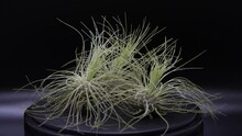 A Trio Of Grassy Air Plants Known As Tillandsia Fuchsii Gracilis Sit In A Dark Box Rotating Slowly Contrasting With The Black With Their Bright Green Leaves.