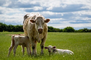 Canvas Print - Newborn calves on the green field next to the mother