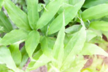 Wall Mural - Natural green leaves on bokeh with sun light and blurred greenery background in garden with copy space