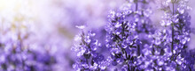 Panorama Purple Flowers Of Salvia Field Blur Summer Background